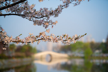 Fototapeta premium Cherry blossoms are in full bloom at Guqin Terrace Park in Wuhan, Hubei, China.