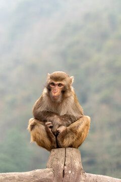 Wild macaques in Zhangjiajie National Forest Park, China are a popular but aggressive tourist attraction, known for stealing food, bags, and phones.