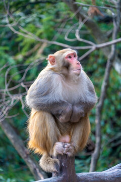 Wild macaques in Zhangjiajie National Forest Park, China are a popular but aggressive tourist attraction, known for stealing food, bags, and phones.