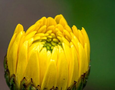 Close-up of a vibrant yellow flower bud in spring.