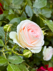 Fototapeta premium Delicate pale pink rose with cream tones and green buds in garden setting