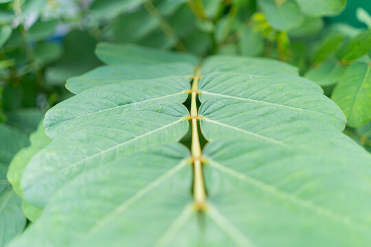 Close-up of fresh green senna flower leaves with soft natural light and shallow depth of field.  Herbal plant details, and tropical garden foliage
