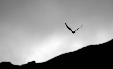 silhouette of a bird flying in the sky, black and white image with a cloudy sky © TJGibbonsPhotography