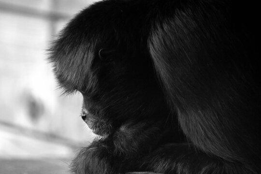 Sad-looking Spider Monkey in black and white 