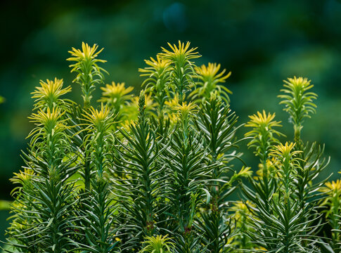 Closeup, flowers and blossom with growth in nature for pollination, ecology and evergreen leaves. Foliage, cowtail pine or coniferous shrub for blooming season, flowering and plant in natural habitat