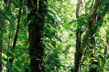 Fototapeta premium Lush Native Forest with Ferns and Sunlight Filtering Through Trees Zealandia New Zealand