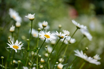 Fototapeta premium Botanical, spring or daisy in park with growth, pollinator or floral structure in ecology. Bokeh, space or flower outdoor with development, nature environment or plant blooming in gardening.