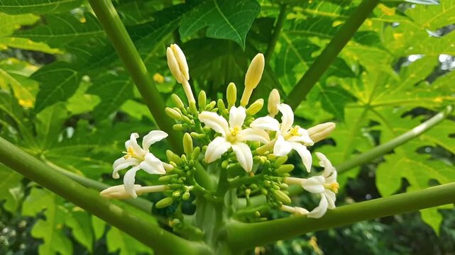White papaya flowers blooming on a tropical tree branch