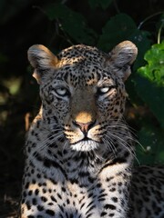 Obraz premium Animals in the wild