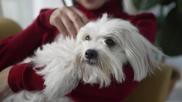 The Asian pretty woman is spending leisure time with her dog at the living room. Leisure activity, lifestyle, pet.
