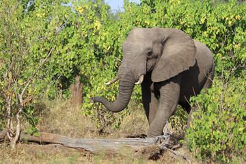 Obraz premium Afrikanischer Elefant / African elephant / Loxodonta africana
