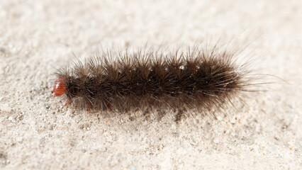 Obraz premium Close-up of fuzzy caterpillar on concrete