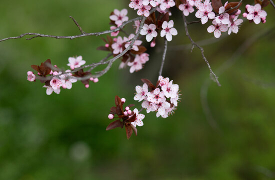 beautiful pink flowers on a cherry plum tree , prunus cerasifera, blooming at springtime on a green background, macro photography