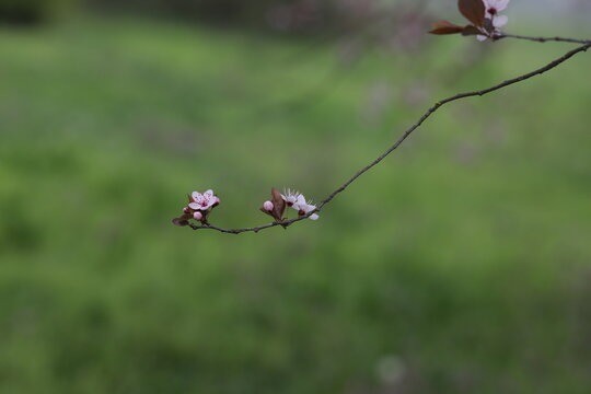 close up of beautiful pink flowers on a cherry plum tree , prunus cerasifera, blooming at springtime on a green background, macro photography