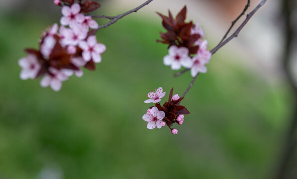 close up of beautiful pink flowers on a cherry plum tree , prunus cerasifera, blooming at springtime on a green background, macro photography