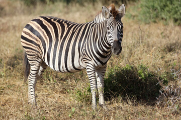 Obraz premium Steppenzebra / Burchell's zebra / Equus quagga burchellii