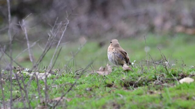 a northern wheatear (oenanthe oenanthe) perched alertly on a grassy balkan ridge, 