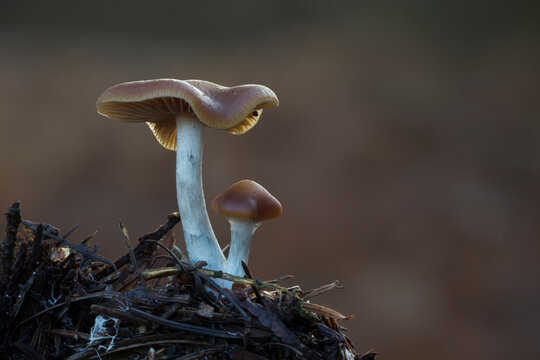 Wavy cap fungus (Psilocybe cyanescens) in the Netherlands