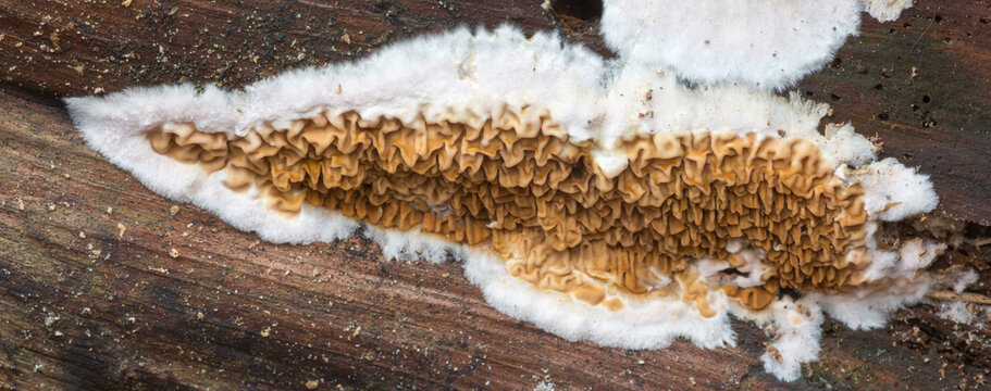 The wild dry rot fungus (Serpula himantioides) in the Netherlands