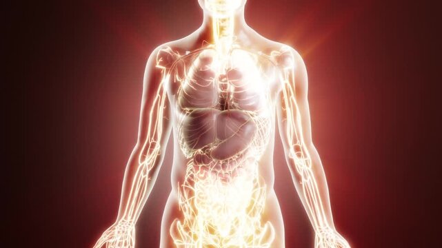 Human organ, blood, and bone failure, human disease occurrence. Illness 3d animation.