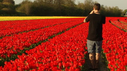 A man in casual clothes stands in a vast tulip field at sunset, capturing the vibrant red and yellow rows of flowers stretching toward the distant trees and sky. © Aperezer