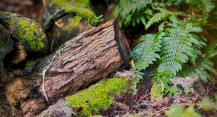 Fototapeta premium Outdoor, leaves and tree stump with moss growth, sustainable environment and habitat for ecosystem. Closeup, eco friendly plant and rustic wood in nature with rough texture, green lichen and ecology.
