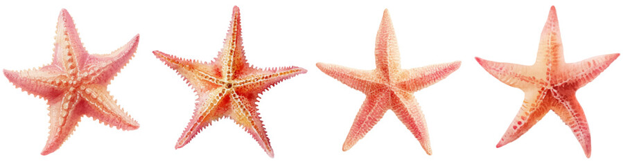 Starfish collection creating a vibrant sea life pattern, displaying marine echinoderms isolated on a white background, representing ocean and beach themes © Narin