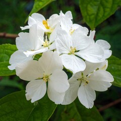 Fototapeta premium Delicate White Flowers Blooming in Springtime Garden.