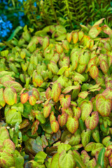 Fototapeta premium Leaves, garden or red barrenwort with growth, ecology or green bush in summer on background. Plants, texture or environment with flowers, sustainability or eco friendly foliage with nature from above