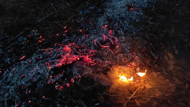 The remains of ash from a fire of dry branches and leaves №2
