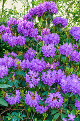 Fototapeta premium Closeup, sustainability and flowers blooming in nature, ecosystem and peaceful environment in forest. Outdoor, park and scenery of floral plants with color, green and rhododendron blossom in Europe