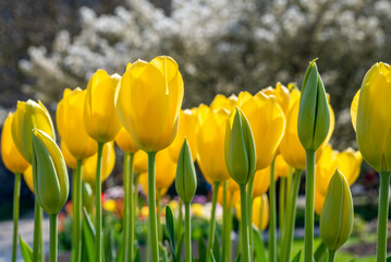 Obraz premium Closeup of vibrant yellow tulips on a bokeh background