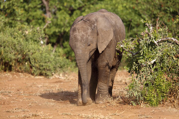 Fototapeta premium Afrikanischer Elefant / African elephant / Loxodonta africana