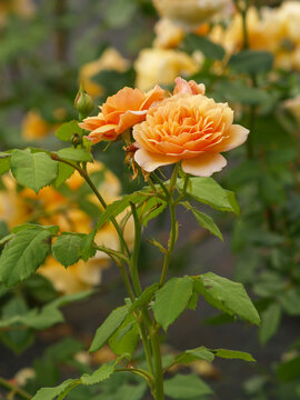 rose flower garden in full bloom