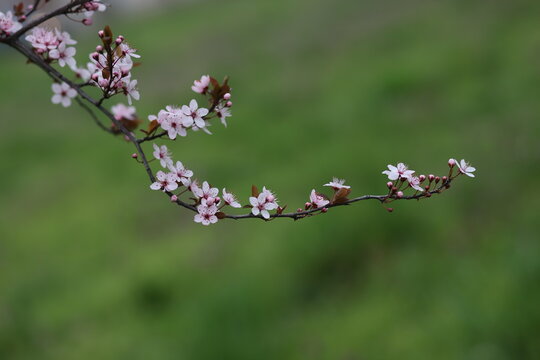close up of beautiful pink flowers on a cherry plum tree , prunus cerasifera, blooming at springtime on a green background, macro photography