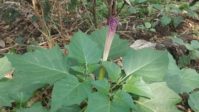 Beautiful Datura Flower Bloom in 4K | Exotic White Thorn Apple Flower Nature Cinematic Video