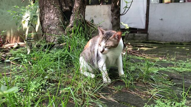 A calico cat with distinctive white, brown, and black markings sitting and eating grass peacefully in vibrant green grass, with a tree and building visible in the background.