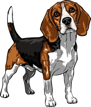 A beagle dog stands separately against a white background.