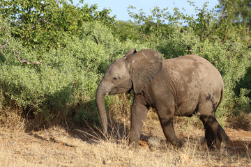 Fototapeta premium Afrikanischer Elefant / African elephant / Loxodonta africana