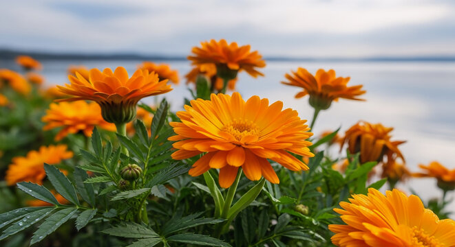 Bunga marigold berwarna oranye cerah tumbuh subur di pinggir danau