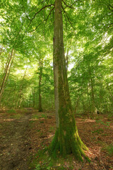 Obraz premium Nature, trees and forest landscape with moss for travel adventure, plant ecosystem or sustainability. Woods, eco friendly environment and woodland for hiking destination, natural tourism and leaves