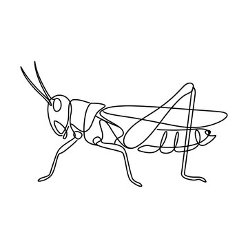 Minimal continuous line illustration of a grashoppper
