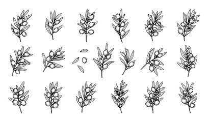 Set of minimalist olive branch illustrations in a simple black line art style © Nahid