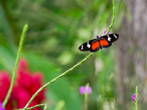 A Doris passionflower butterfly (Heliconius doris), photographed in Tortuguero National Park.