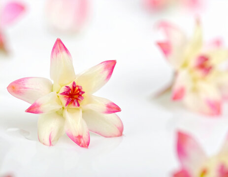 Delicate white and pink flower with six petals on a white background bloom