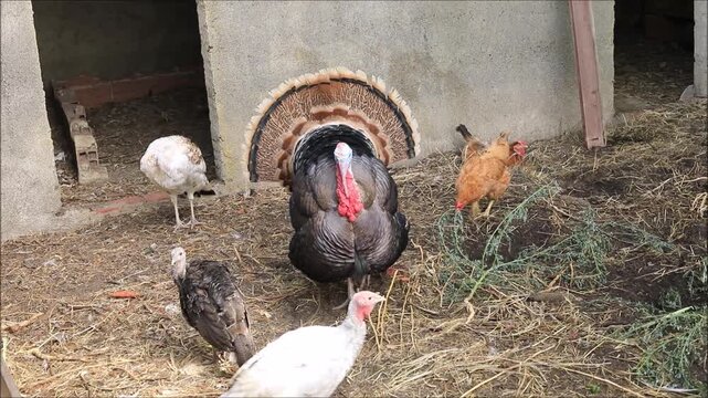 A majestic turkey displays its fanned tail feathers alongside other poultry in a rustic farmyard setting