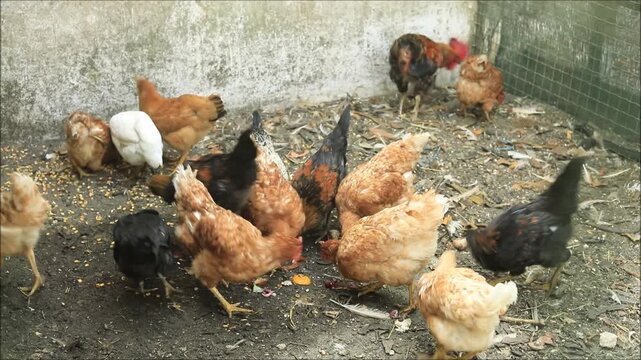 Free-range chickens foraging in a sunny backyard setting