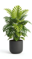Fototapeta premium Elegant indoor fiddle leaf fig plant in a modern black pot
