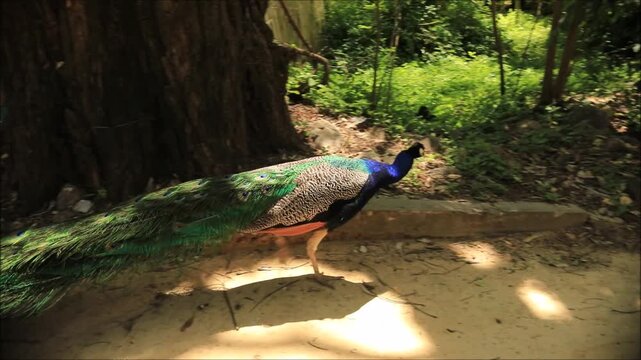 Elegant peacock strolling along a garden path with vibrant feathers