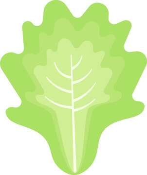Letuce Cute Food Illustration